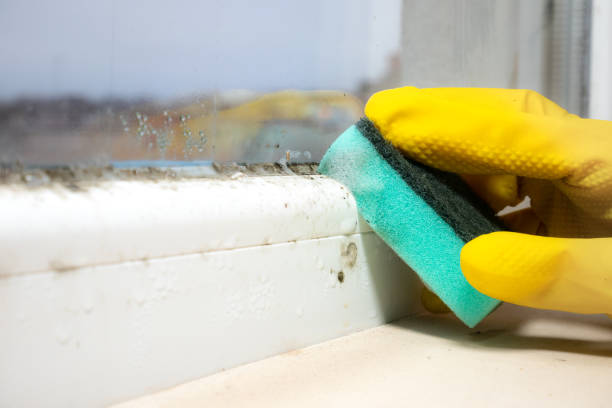 Best Attic Mold Removal  in Massapequa, NY